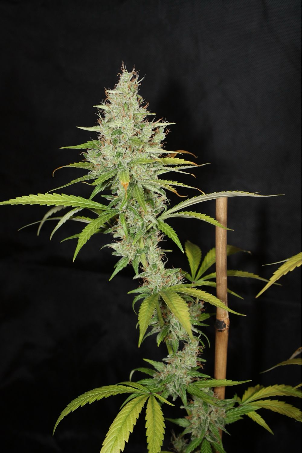 Mass Medical Strains Heritage Haze