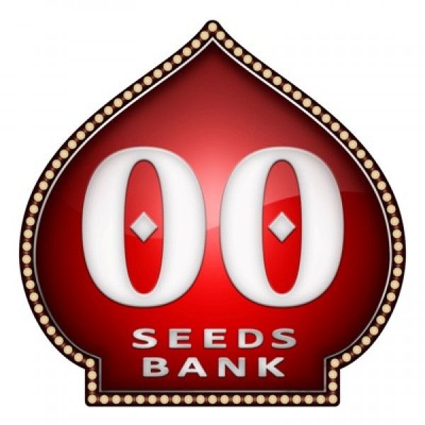 Sweet Critical FAST Feminised Seeds - 5