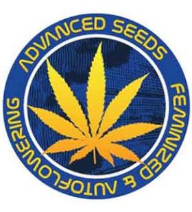 Critical Mass Fast Feminised Seeds - 5