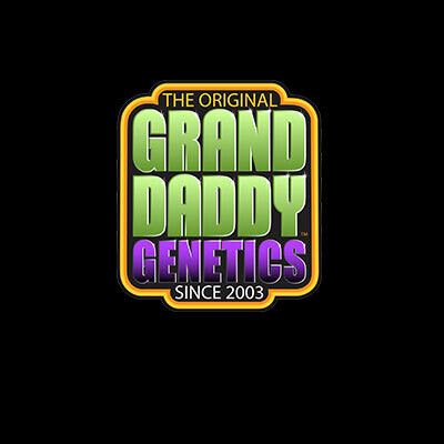 Grand Daddy Purple Regular Seeds - 10