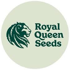 Mexican Rush Auto Feminized Seeds - 1