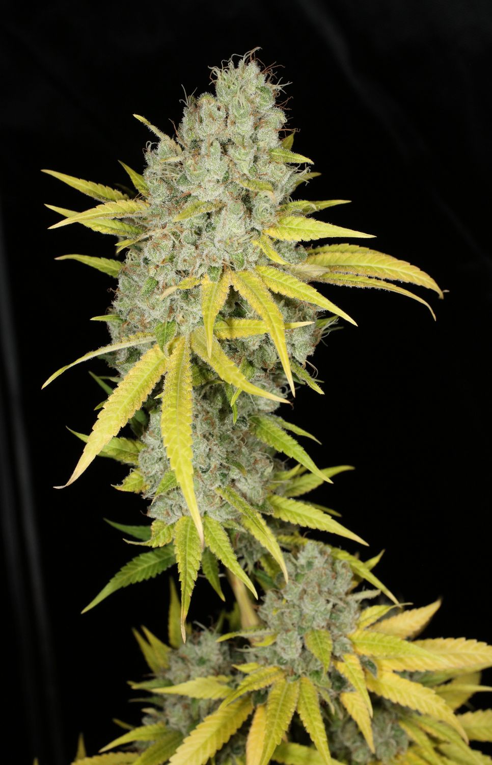 Mass Medical Strains Sour Kernel