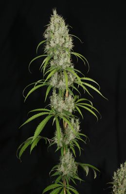 Mass Medical Strains Medi Laos