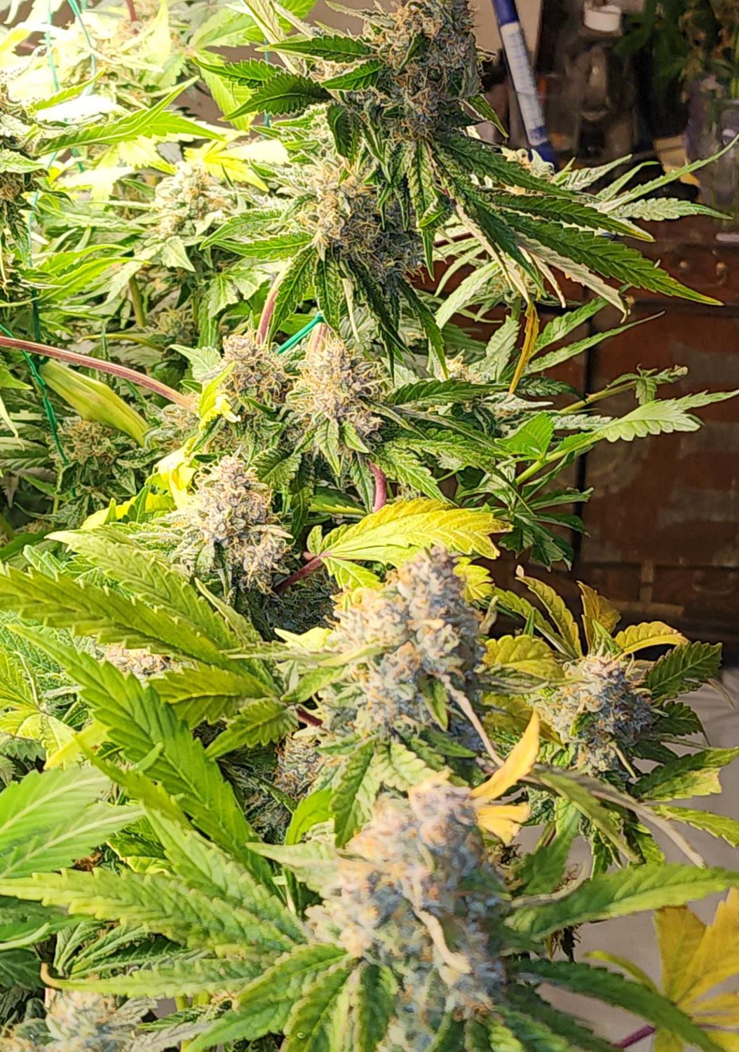 Mass Medical Strains Ricks Dog