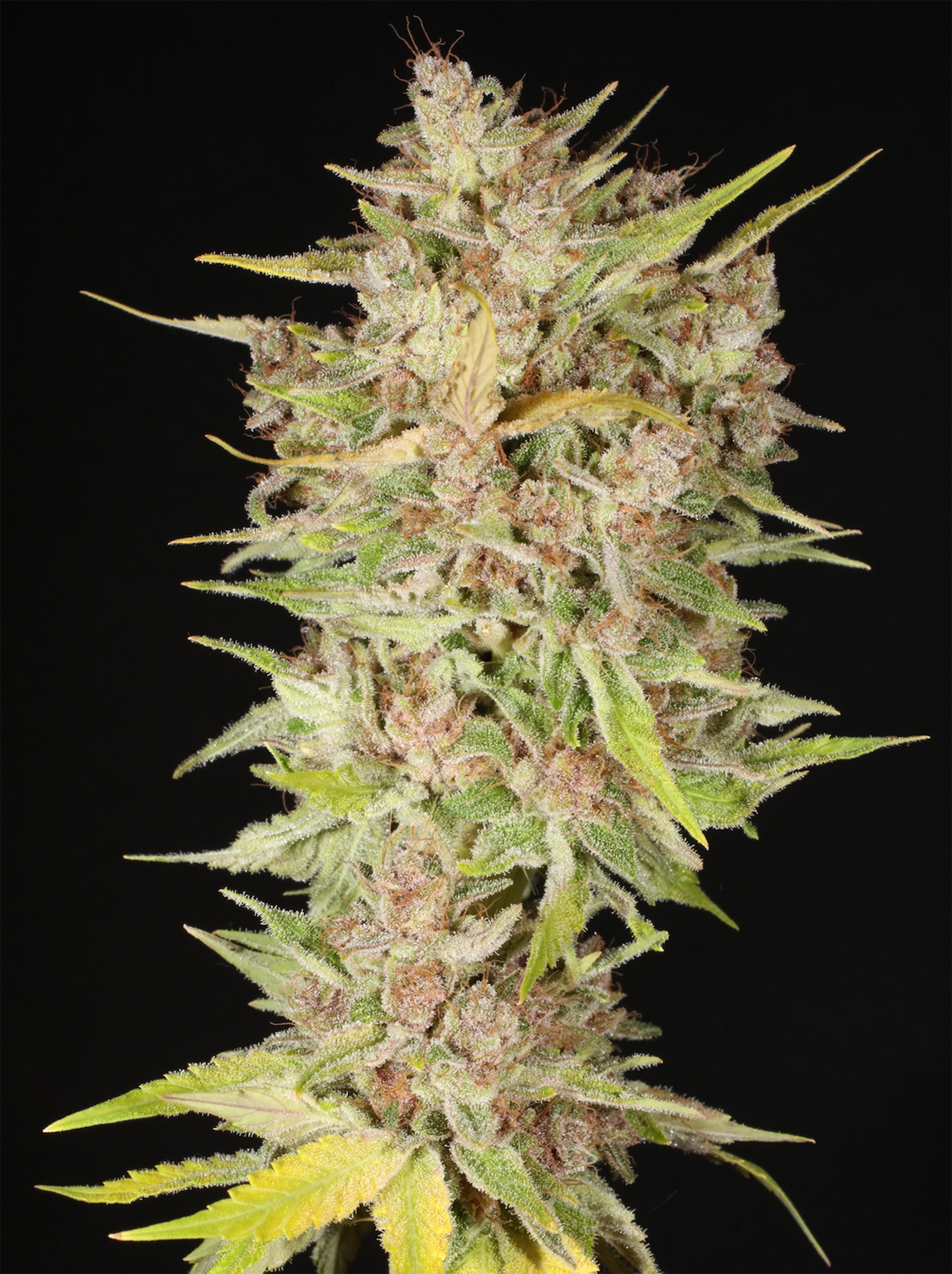 Mass Medical Strains Third Pupil