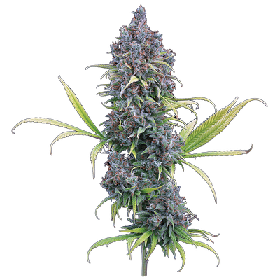 Brothers Grimm Durban Thai x C99 Feminised Seeds - 3
