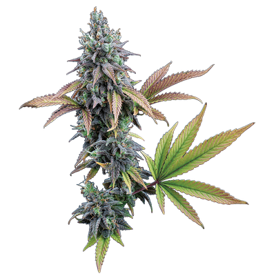 Brothers Grimm Cinderella 99 Feminised Seeds - 3 Seeds
