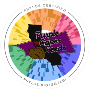 Purple Skunk Feminized Seeds - 5