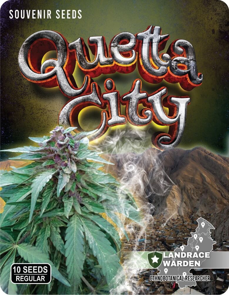 Quetta City Regular Seeds - 10