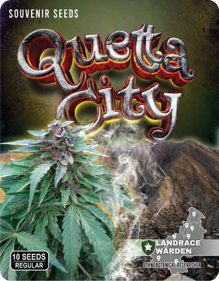 Quetta City Regular Seeds - 10