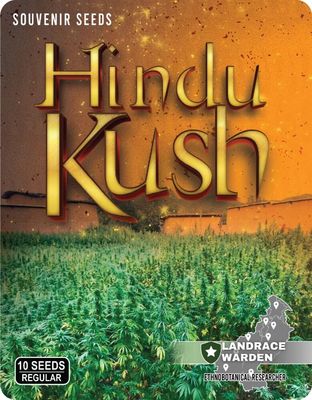 Hindu Kush Regular Seeds - 10