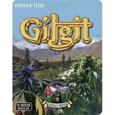 Gilgit Green Regular Seeds - 10