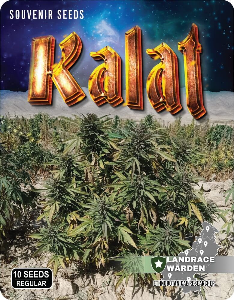 Kalat Regular Seeds - 10