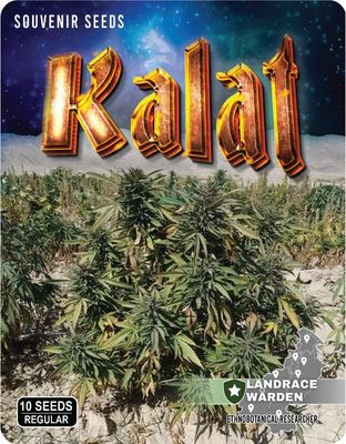Kalat Regular Seeds - 10