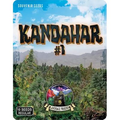 Kandahar Arghandab #1 Regular Seeds - 5