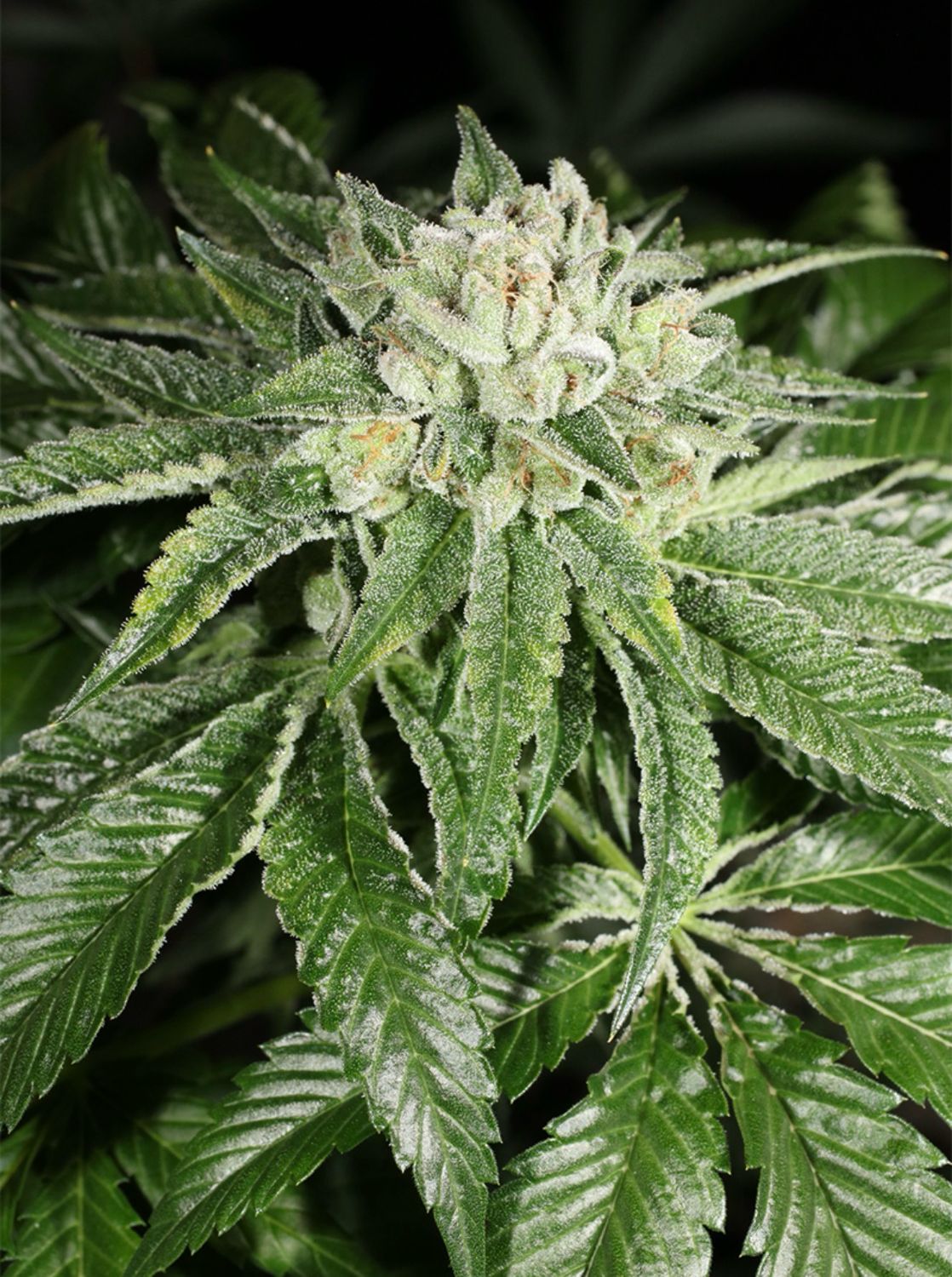 Mass Medical Strains Triangle Kush BXF2