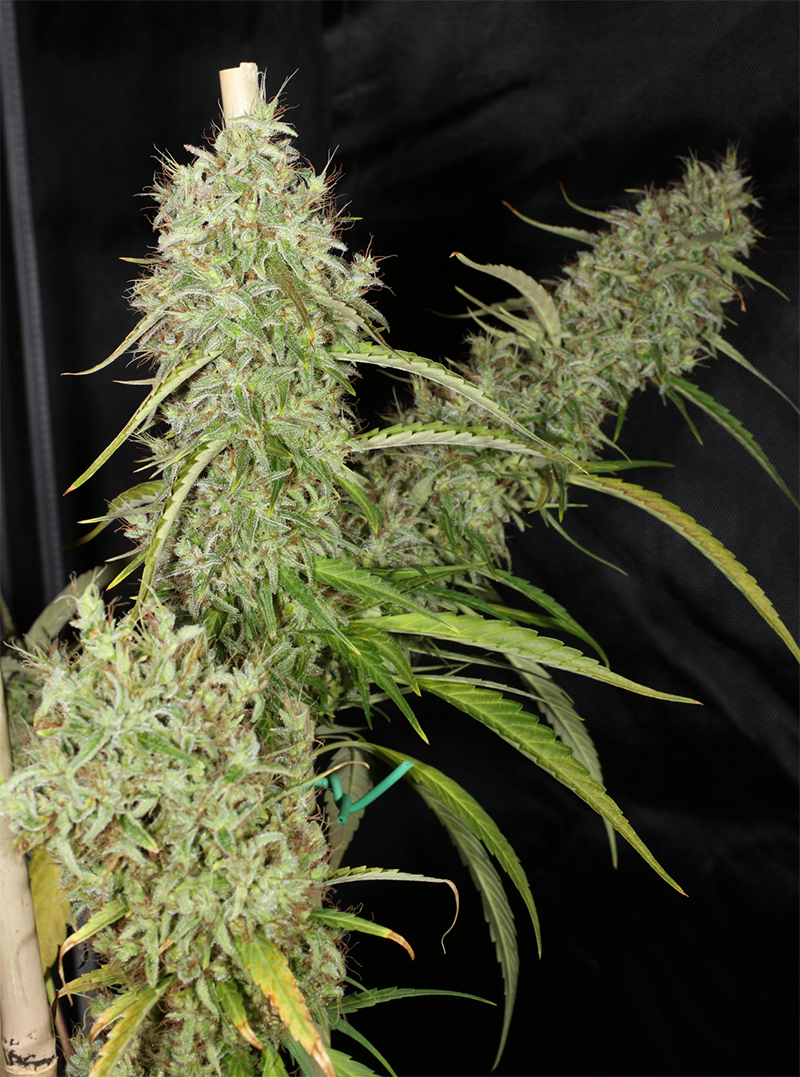 Mass Medical Strains Thai Squirrel Tail