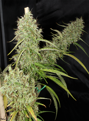Mass Medical Strains Thai Squirrel Tail
