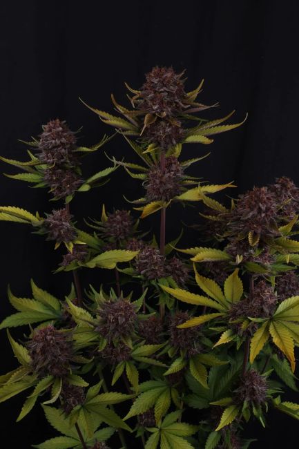 Purple Lemonade RF3 Auto Feminized Seeds - 5