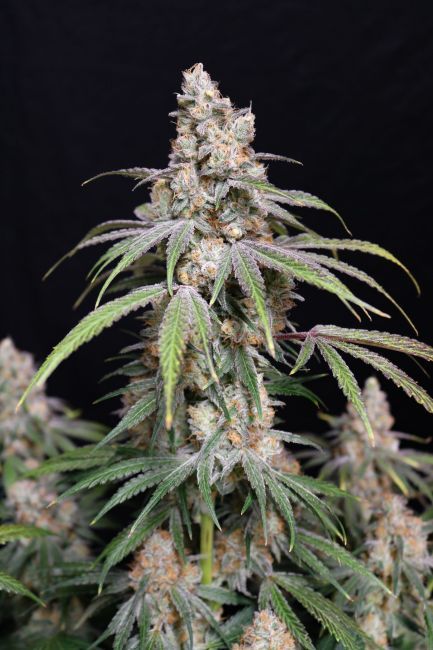 Funkberry Kush 2.0 Feminized Seeds