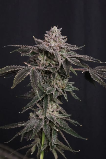 Z42 Ltd Edition Feminized Seeds - 5