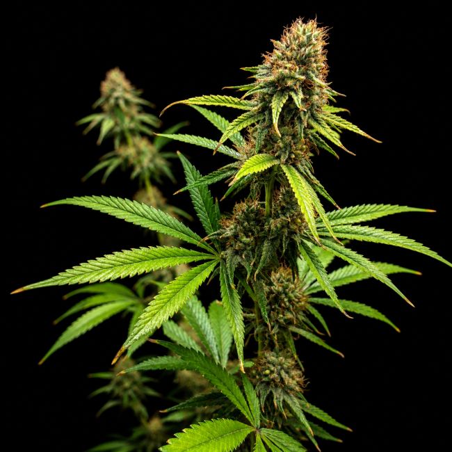 Brothers Grimm Northern Lights 99 Feminized Seeds -5