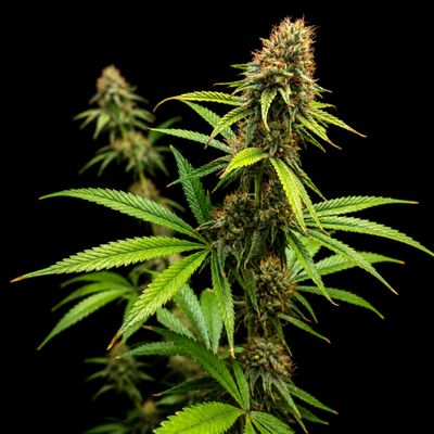 Brothers Grimm Northern Lights 99 Feminized Seeds -5