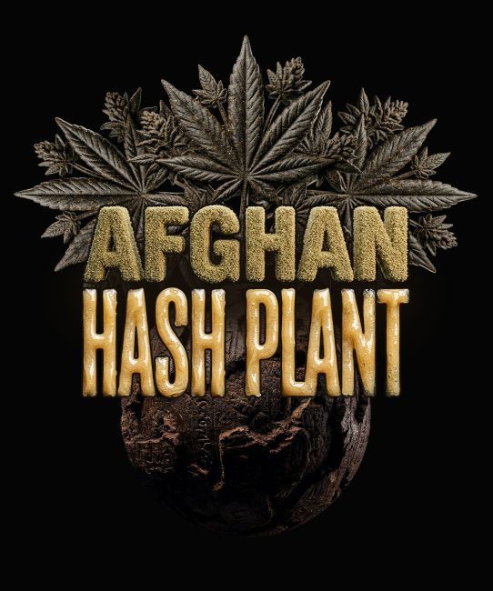 Afghan Hashplant Auto Feminized Seeds