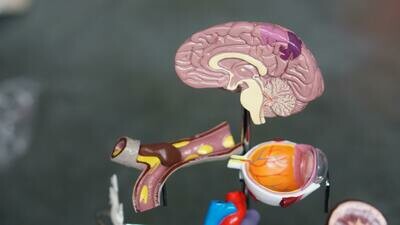Anatomy &amp; Physiology Level 3 Diploma