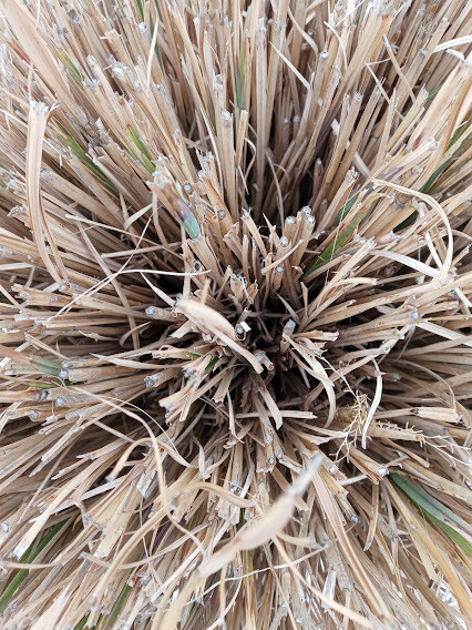​PictoArt Wallpaper for PC, Laptop etc. Photographed by Phila Vocia Title: Marsh Grass