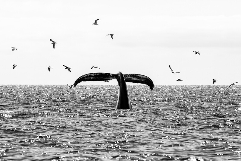 Humpback Dive 24x36