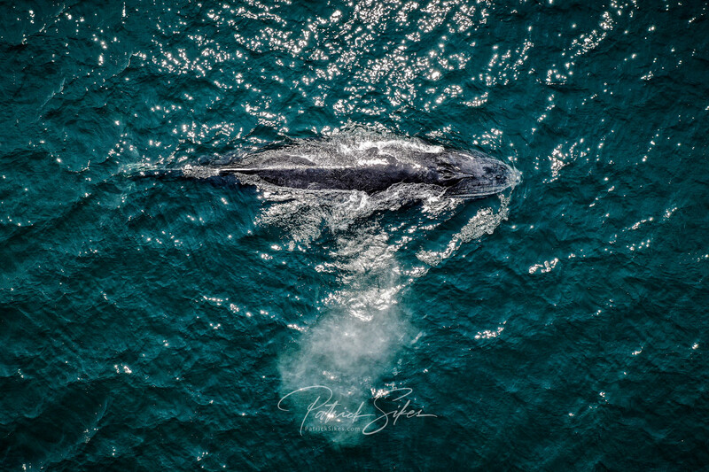 Humpback Spray 24x36” Gloss Aluminum