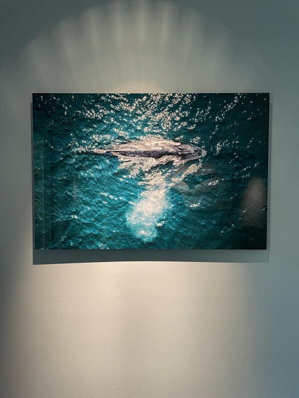 Humpback Spray 24x36” Gloss Aluminum