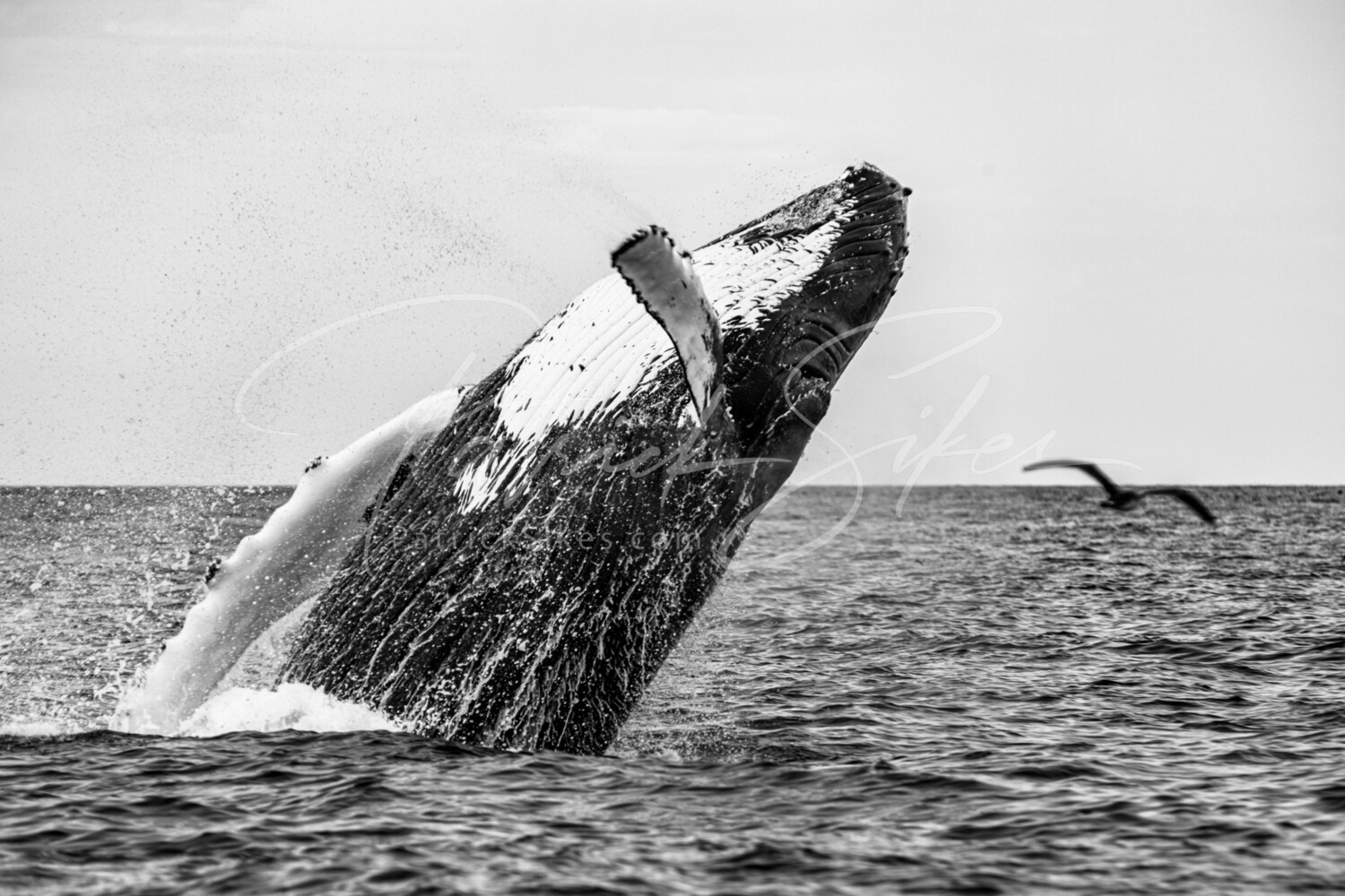 Humpback Breach #1 24x36 Semi Gloss Aluminum
