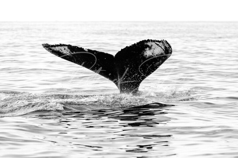 Humpback Dive #1 42x63 Gloss Aluminum