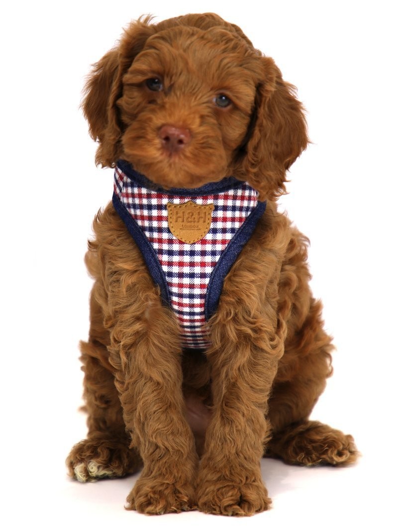 red white and blue dog harness