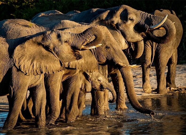 Sandy Sharkey "African Elephant Family"