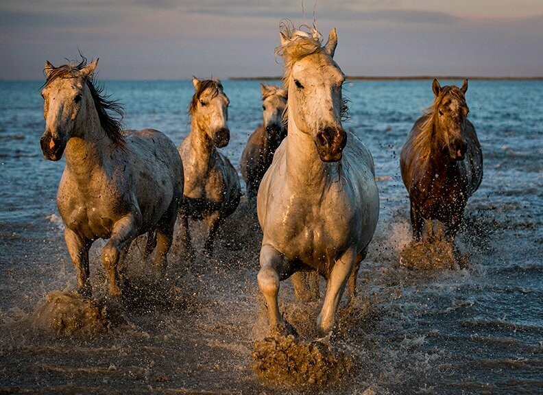 Sandy Sharkey "Stallions In The Sea"