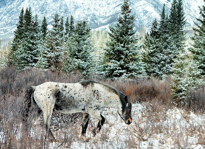 Sandy Sharkey "Alberta Wildie In The Mountains"