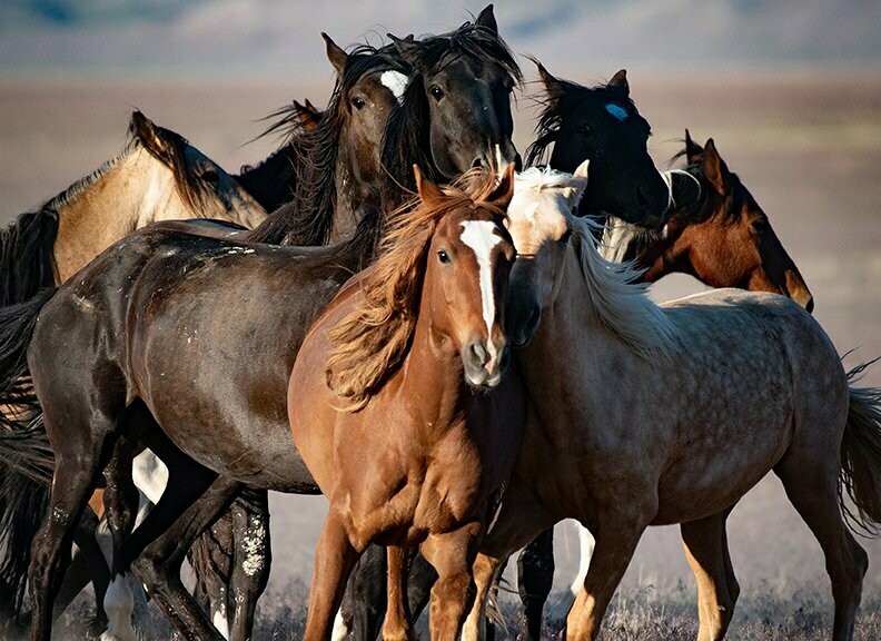 Sandy Sharkey "Wild Horses in Utah"