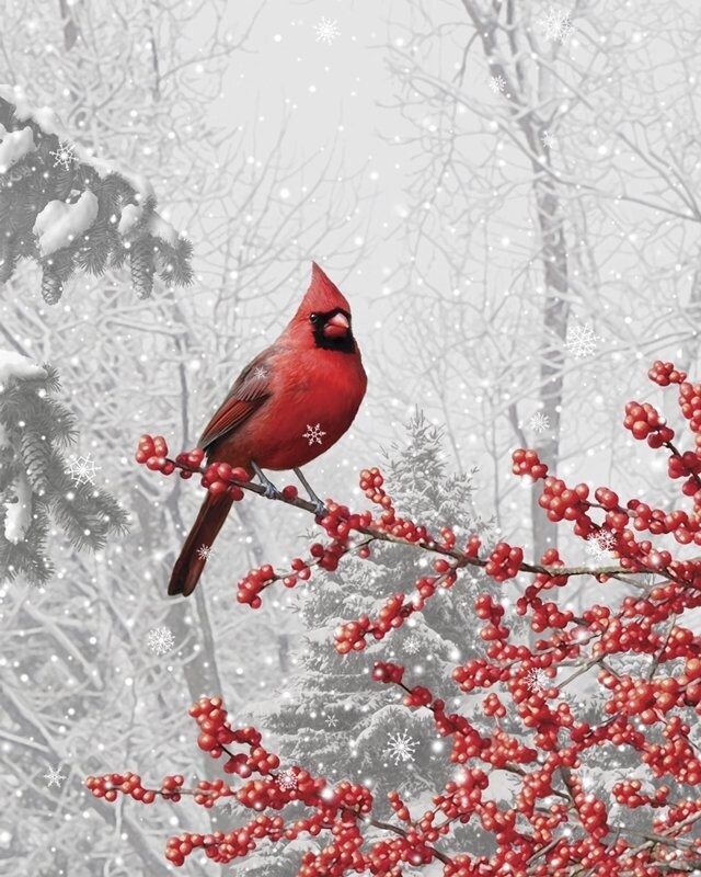 Alan Giana "Winterberry Cardinal"