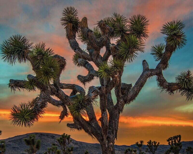 Carl Jacobson "Joshua Tree At Sunset"
