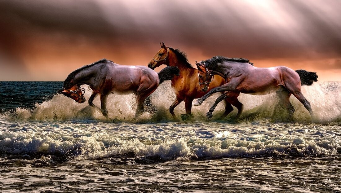 Starz Puzzles "Seaside Horses" Elongated