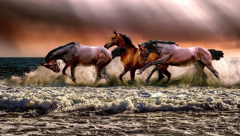 Starz Puzzles "Seaside Horses" Elongated
