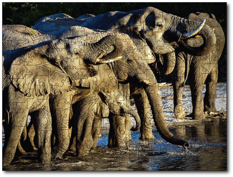 Sandy Sharkey "African Elephant Family"