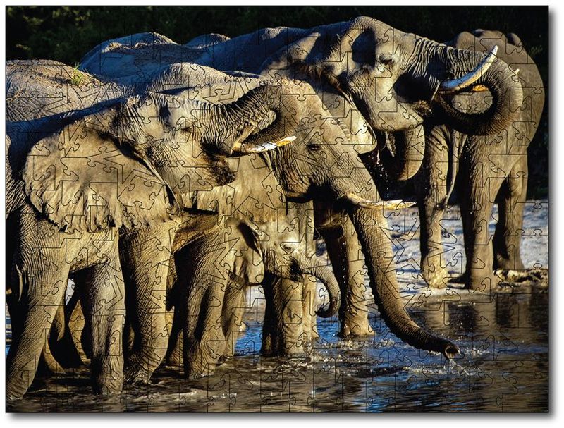 Sandy Sharkey "African Elephant Family"