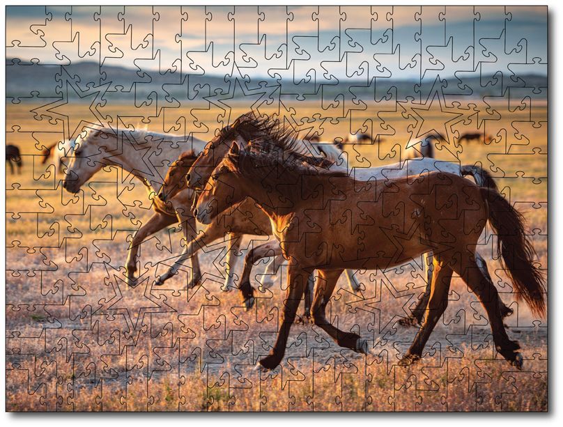 Sandy Sharkey "Wild In The Desert"