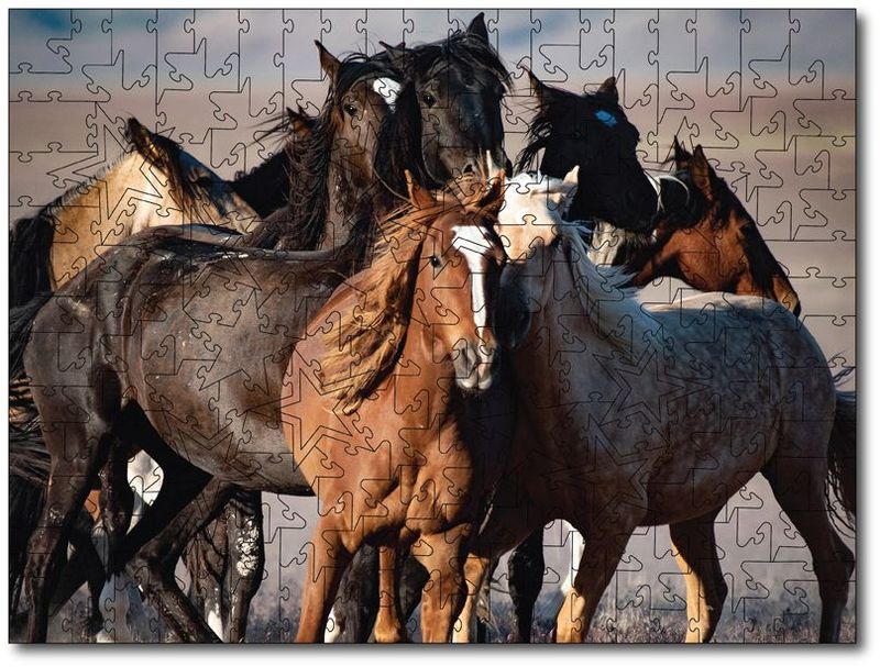 Sandy Sharkey "Wild Horses in Utah"