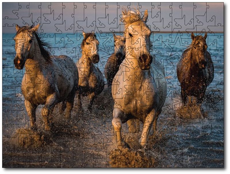 Sandy Sharkey "Stallions In The Sea"