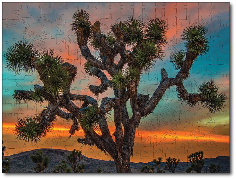 Carl Jacobson "Joshua Tree At Sunset"